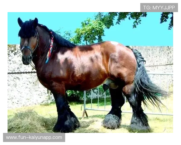 比利时马术协会建立马匹基因数据库，促进马匹选育与训练。，比利时的马